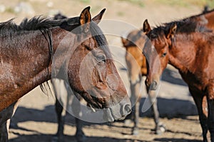 Yilki Horse in Kayseri, Turkey