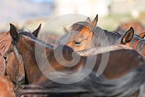 Yilki Horse in Kayseri, Turkey