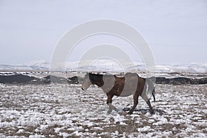 Yilki horses in Kayseri Turkey are wild horses with no owners.