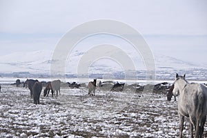 Yilki horses in Kayseri Turkey are wild horses with no owners.