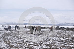 Yilki horses in Kayseri Turkey are wild horses with no owners.