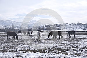 Yilki horses in Kayseri Turkey are wild horses with no owners.