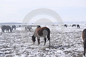 Yilki horses in Kayseri Turkey are wild horses with no owners.