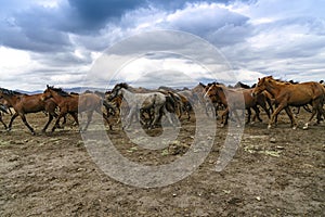 Yilki horses on mountain