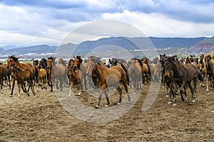 Yilki horses on mountain