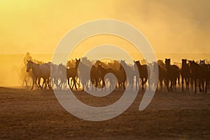 Yilki Horses Running in Field, Kayseri, Turkey