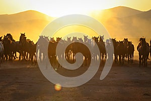 Yilki Horses Running in Field, Kayseri, Turkey