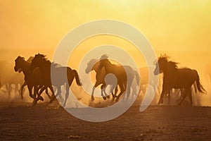 Yilki Horses Running in Field, Kayseri, Turkey
