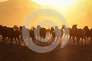 Yilki Horses Running in Field, Kayseri, Turkey