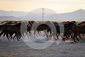 Yilki Horses Running in Field, Kayseri, Turkey