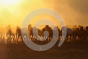 Yilki Horses Running in Field, Kayseri, Turkey