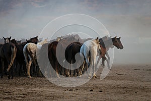 Yilki Horses Running in Field, Kayseri, Turkey