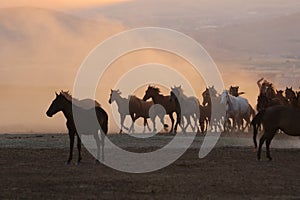 Yilki Horses Running in Field, Kayseri, Turkey