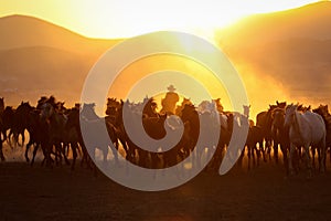 Yilki Horses Running in Field, Kayseri, Turkey