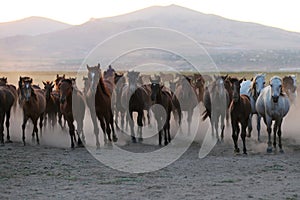 Yilki Horses Running in Field, Kayseri, Turkey