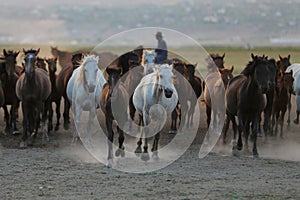 Yilki Horses Running in Field, Kayseri, Turkey