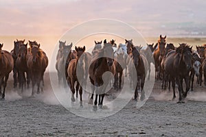 Yilki Horses Running in Field, Kayseri, Turkey