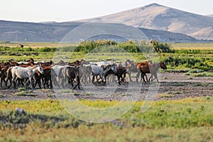 Yilki Horses Running in Field, Kayseri, Turkey