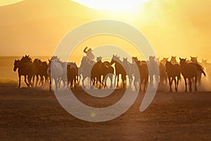 Yilki Horses Running in Field, Kayseri, Turkey