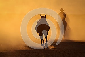 Yilki Horses Running in Field, Kayseri, Turkey