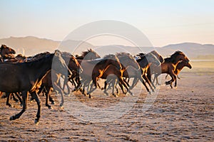 Yilki Horses Running in Field, Kayseri, Turkey