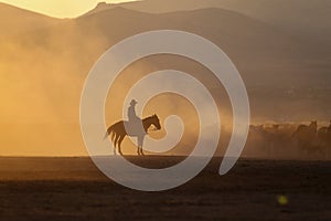 Yilki Horses Running in Field, Kayseri, Turkey