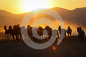 Yilki Horses Running in Field, Kayseri, Turkey