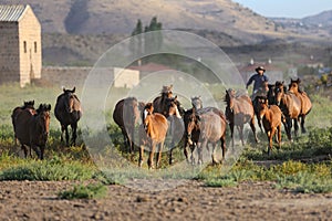 Yilki Horses Running in Field, Kayseri, Turkey