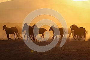 Yilki Horses Running in Field, Kayseri, Turkey