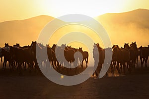 Yilki Horses Running in Field, Kayseri, Turkey