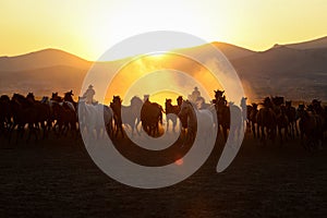 Yilki Horses Running in Field, Kayseri, Turkey