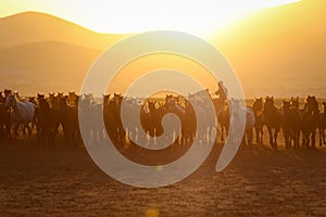 Yilki Horses Running in Field, Kayseri, Turkey