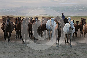 Yilki Horses Running in Field, Kayseri, Turkey