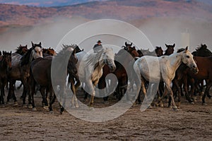 Yilki Horses Running in Field, Kayseri, Turkey