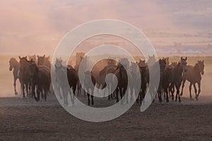 Yilki Horses Running in Field, Kayseri, Turkey