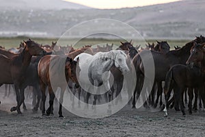 Yilki Horses Running in Field, Kayseri, Turkey