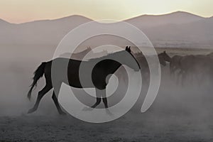 Yilki Horses Running in Field, Kayseri, Turkey