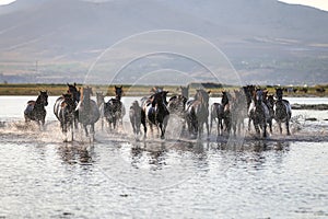 Yilki Horses Running in Water, Kayseri, Turkey