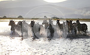 Yilki Horses Running in Water, Kayseri, Turkey