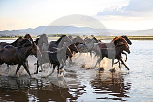 Yilki Horses Running in Water, Kayseri, Turkey