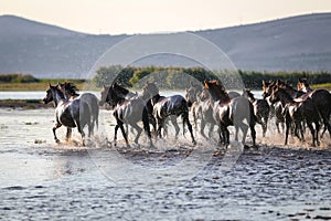 Yilki Horses Running in Water, Kayseri, Turkey