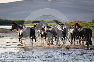 Yilki Horses Running in Water, Kayseri, Turkey