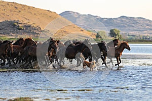 Yilki Horses Running in Water, Kayseri, Turkey