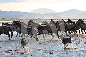 Yilki Horses Running in Water, Kayseri, Turkey