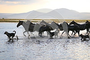 Yilki Horses Running in Water, Kayseri, Turkey