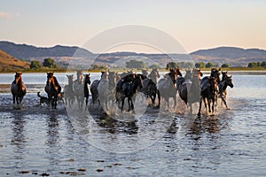 Yilki Horses Running in Water, Kayseri, Turkey