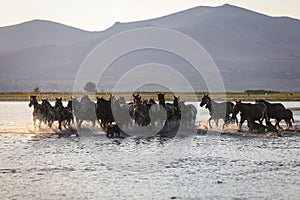 Yilki Horses Running in Water, Kayseri, Turkey