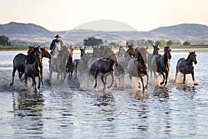 Yilki Horses Running in Water, Kayseri, Turkey