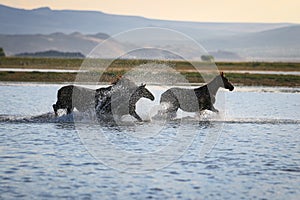 Yilki Horses Running in Water, Kayseri, Turkey