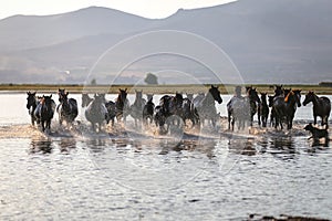 Yilki Horses Running in Water, Kayseri, Turkey